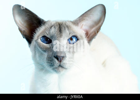 Oriental Siam Katze sitzt auf einem hellblauen Hintergrund. Stockfoto