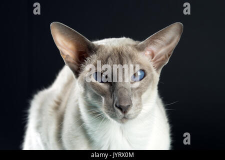 Oriental Siam Katze sitzt auf einem schwarzen Hintergrund. Stockfoto
