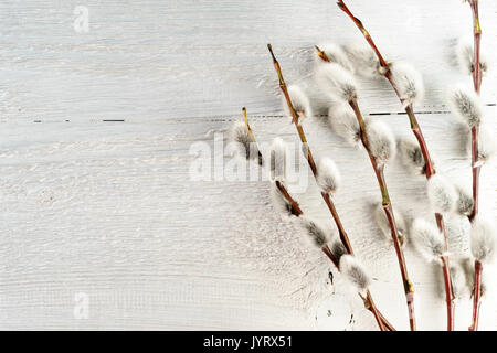 Weidenzweige mit palmkätzchen auf weißem Holz- Hintergrund. Freier text Raum Stockfoto