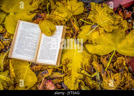 Altes Buch im Herbst Blätter Stockfoto