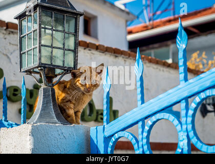 Ingwer Katze sitzt auf Blau Eisen Zaun Stockfoto