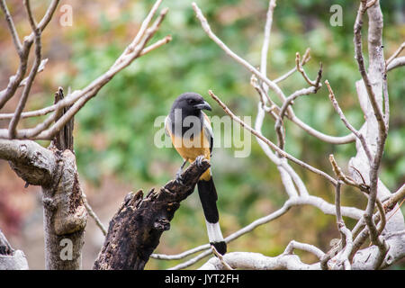 Rufous treepie auf getrocknete Baum Stockfoto