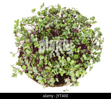Rotkohl, frischen Sprossen und junge Blätter von oben. Essbare pflanzliche und microgreen. Auch als lila Kohl, rote oder blaue Kraut Kraut bekannt. Stockfoto