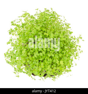 Rucola, frischen Sprossen und junge Blätter von oben auf weißem Hintergrund. Genießbare Salat Gemüse- und microgreen. Auch als Rucola oder Rucola bekannt. Stockfoto