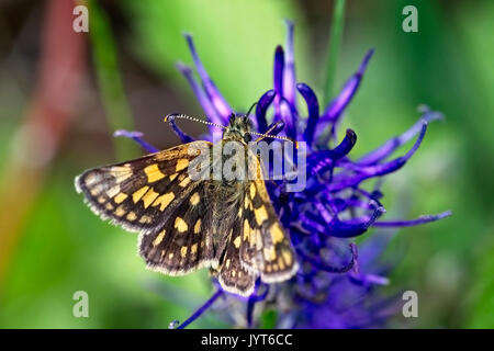 Checkered Skipper oder arktischen Skipper Schmetterling (Carterocephalus palaemon), Eifel, Deutschland. Stockfoto