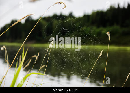 Spinnennetz auf einen Stiel mit Gras auf dem Fluss Hintergrund Stockfoto