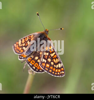 Marsh Fritillary (Euphydryas aurinia), Eifel, Deutschland. Stockfoto