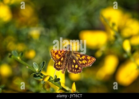 Checkered Skipper oder arktischen Skipper Schmetterling (Carterocephalus palaemon), Eifel, Deutschland. Stockfoto