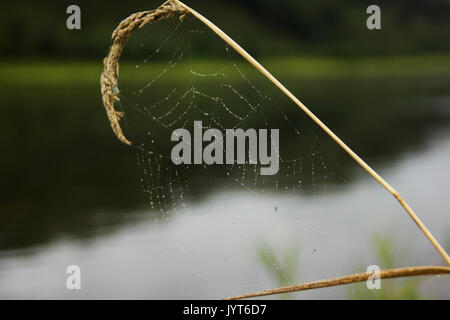 Spinnennetz auf einen Stiel mit Gras auf dem Fluss Hintergrund Stockfoto