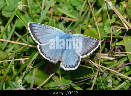 Chalkhill Blue Butterfly - Lysandra coridon Männlichen auf Gras Stockfoto