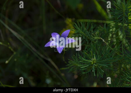 Zarte lila Wildflower harebell oder Campanula patula auf Wiese, Rila Gebirge, Bulgarien Stockfoto