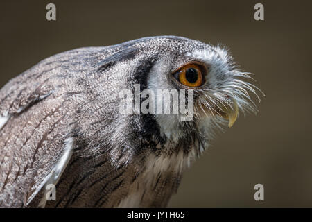 Close up Profil Foto von einem Indischen scops owl Otus bakkamoena Schiefen und starrte auf der rechten Seite Stockfoto