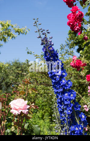 Nahaufnahme der blaue Blüten mit weißer Mitte in einem Rittersporn mit einem rosa Rose auf der linken und eine wilde Rose Bush auf der rechten Seite. Stockfoto