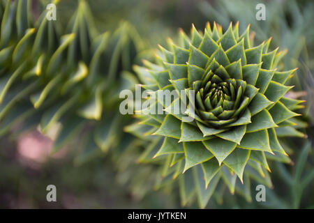 In der Nähe einer Niederlassung auf eine Monkey Puzzle Tree mit einer geringen Tiefenschärfe. Stockfoto