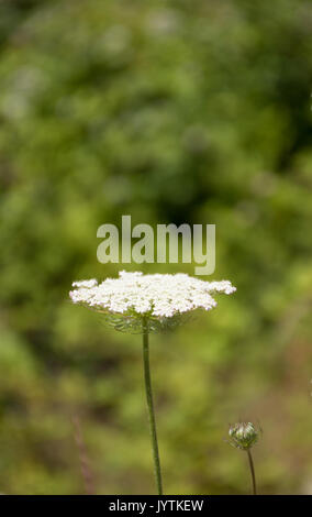Nahaufnahme eines Queen Anne's Lace Blume auf Augenhöhe mit seinen weißen Cluster von Blumen und eine einzelne Knospe. Stockfoto