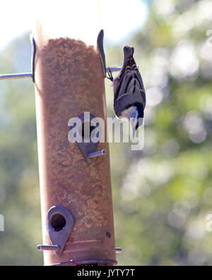 White-breasted Nuthatcher auf Bird Feeder Stockfoto