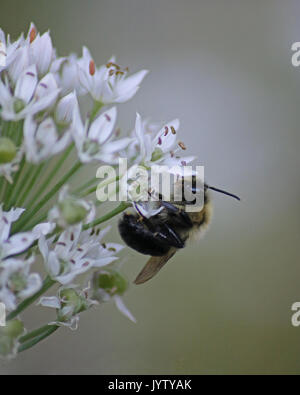 Tischler Biene auf Weißer Knoblauch Pflanzen Stockfoto