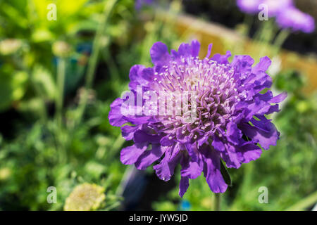 Blau Scabiosa (Stift Kissen Blume) blühende Pflanze. Stockfoto