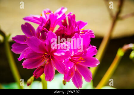 Kleine rosa Blumen einer Alpinen mehrjährige Pflanze Lewisia Elise. Stockfoto