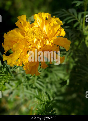 Natürliche tagetes im Garten Stockfoto
