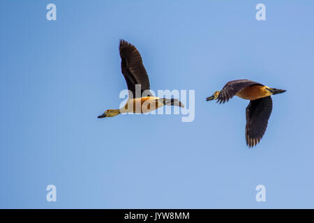 Zwei Enten fliegen in den klaren Himmel Stockfoto