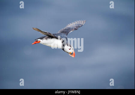 Ingolfshofdi, südlichen Island. Atlantic Papageientaucher. Stockfoto