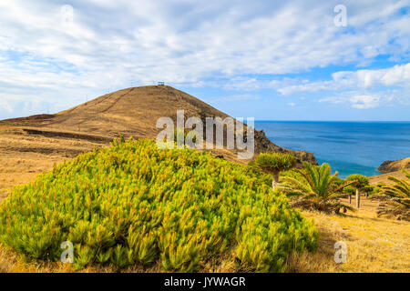 Ansicht der grünen Pflanzen auf Küsten Klippe in Prainha Bay in der Nähe von Canical Stadt, Insel Madeira, Portugal Stockfoto