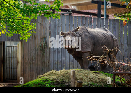 Planckendael Zoo, Mechelen, Belgien - 17. AUGUST 2017: Nashorn mit Abgeschnitten horn Essen Stockfoto