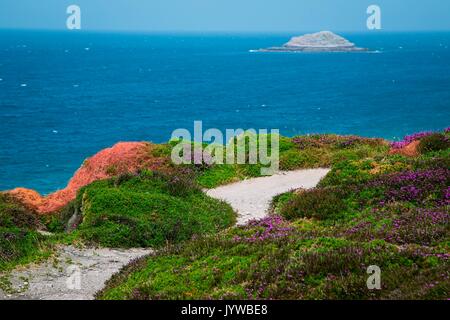 Bretagne, Frankreich. Felder von Blumen führen zu das Meer in der Bretagne. Stockfoto