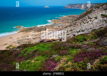 Bretagne, Frankreich. Felder von Blumen führen zu das Meer in der Bretagne. Stockfoto