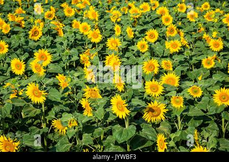 Loire, Frankreich. Eine riesige Sonnenblumen Feld, unter der Sonne. Stockfoto