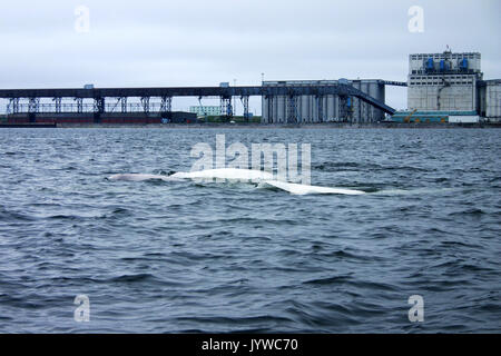 Beluga oder weißen Wal (Delphinapterus leucas) in der Hudson Bay der Kanadischen sub-arktischen Stockfoto