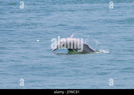 Eine junge indopazifik Buckelwale Dolphin (Sousa chinensis) Verletzung in Hong Kong Waters, mit Müll (Plastik flasche) im Meer. Stockfoto