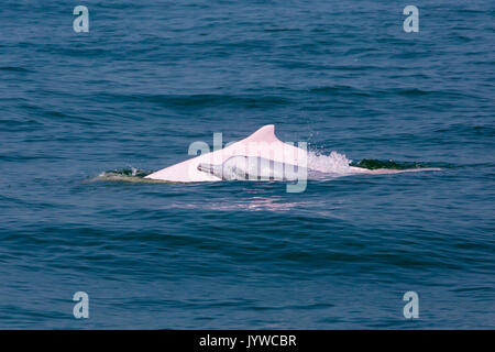 Indopazifik Buckelwale Dolphin (Sousa chinensis), Mutter und Baby in HK Gewässern. Stockfoto