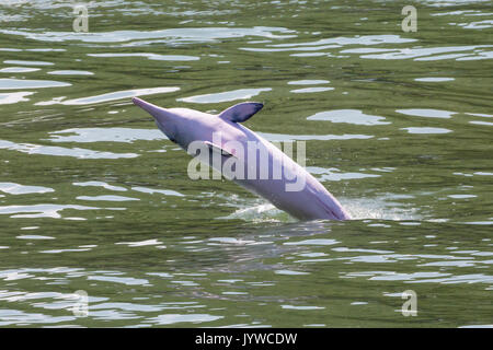 Indopazifischer Humpback-Delphin (Sousa chinensis), der in Gewässern Hongkongs ausbricht. Diese Küstenart ist zunehmenden Bedrohungen durch den Menschen ausgesetzt. Stockfoto