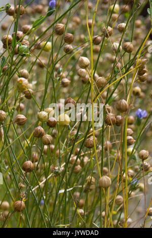 Leinsamen in einem Garten wachsenden Stockfoto