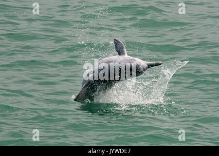 Eine junge indopazifik Buckelwale Dolphin (Sousa chinensis) Verletzung/in Hong Kong Waters springen. Stockfoto