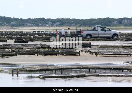 Eine Austernfarm, um bei Ebbe auf Krähen Weide Strand - Dennis - MA - Cape Cod tendenziell Stockfoto