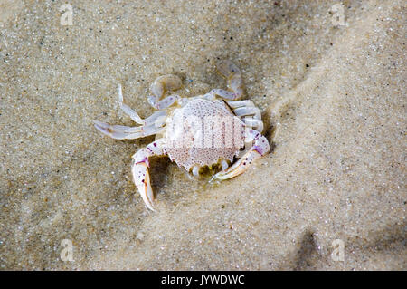 Eine Krabbe auf Cold Storage Strand - Dennis, MA-Cape Cod Stockfoto