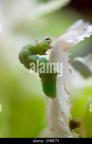 Caterpillar Essen Salat Stockfoto