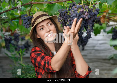 Closeup Portrait von glücklichen jungen Frau Gärtner grape Picking. Mädchen Bauer. Die Ernte der Trauben. Gartenbau, Landwirtschaft, Weinbau, Ernte Konzept Stockfoto