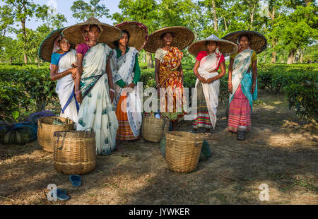 Stellen Gruppe von Kaffee Erntemaschinen für Portrait in der Mitte der Kaffee Plantage in traditioneller Kleidung am 30. August 2011 in der Nähe von Jorhat, Assam, Indien. Stockfoto