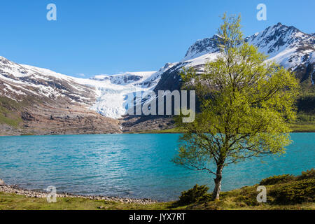 Engabreen oder Enga Gletscher Svartisen Arm der Eiskappe über Svartisvatnet oder Engabrevatnet See gesehen. Saltfjellet-Svartisen Nationalpark, Norwegen Stockfoto