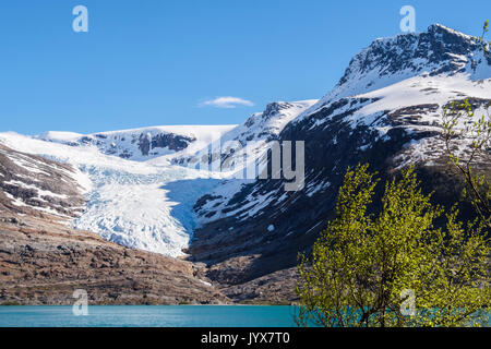 Engabreen oder Enga Gletscher Svartisen Arm der Eiskappe über Svartisvatnet oder Engabrevatnet See gesehen. Saltfjellet-Svartisen Nationalpark Norwegen Stockfoto