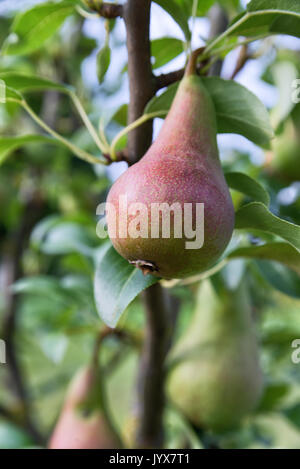 Rot-grüne Birne auf dem Baum closeup auf grünem Hintergrund. Stockfoto