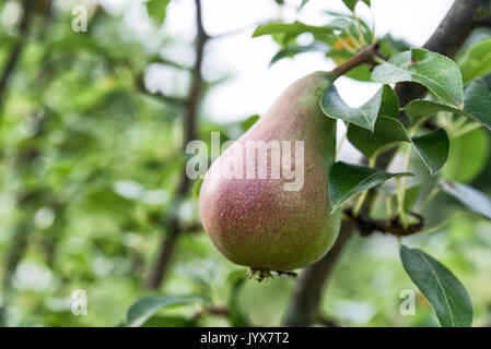 Rot-grüne Birne auf dem Baum closeup auf grünem Hintergrund. Stockfoto