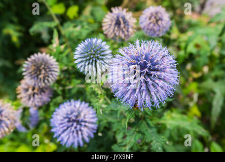 Echinops ritro Pflanze, auch als Südliche globethistle bekannt, ein beständiger Thistle im Sommer in West Sussex, England, UK. Globus Thistle. Stockfoto
