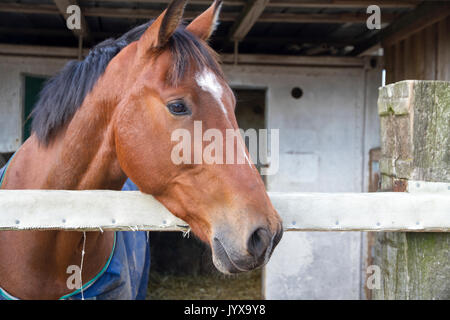 Braunes Pferd im offenen Stall Stockfoto