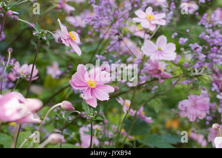 Japanische Anemonen und Thalictrum delayavi in einem staudenbeet wächst. Stockfoto