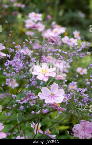 Japanische Anemonen und Thalictrum delayavi in einem staudenbeet wächst. Stockfoto